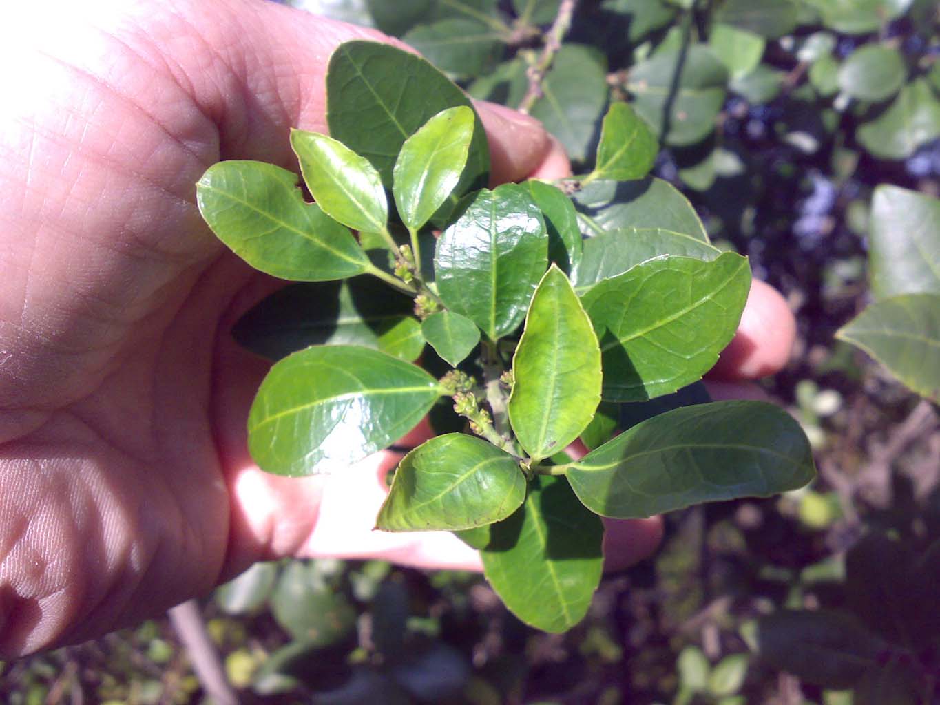 Rhamnus alaternus